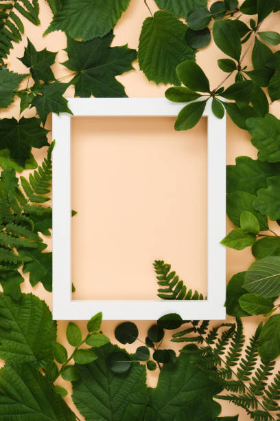 istock White frame for your text in summer green tree leaves on beige background. 1688825535