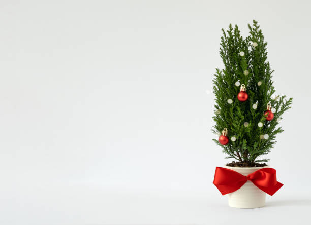 istock Indoor cypress tree decorated with red balls on light background. Idea of alternative Christmas tree. Space for yout text. 1688828312