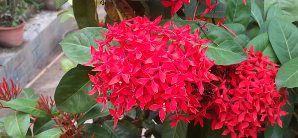 istock Ixora Coccinea Flowers on Green Leaves Background 1688847529