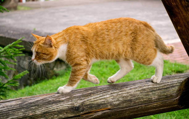 istock Beautiful red cat on a background of green grass. 1688847941