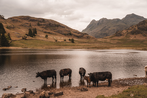 Cows are Blea Tarn, Lake District, England, UK