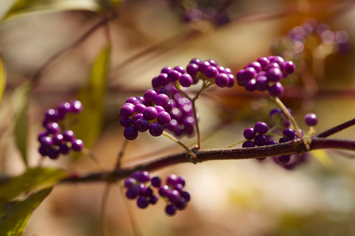 Callicarpa dichotoma, the Purple Beautyberry, Early Amethyst or Bodinier's Beautyberry against a blurry background.