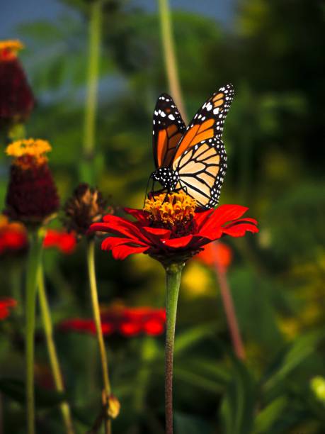 istock Butterfly and red flowers field 1688867533