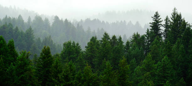istock Rainy Lush Green Pine Tree Forest Forrest in Wilderness Mountains 1688872494