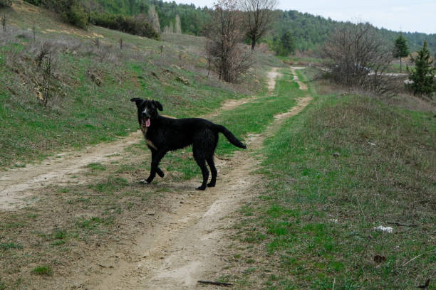 istock A black dog running around in nature 1688878319