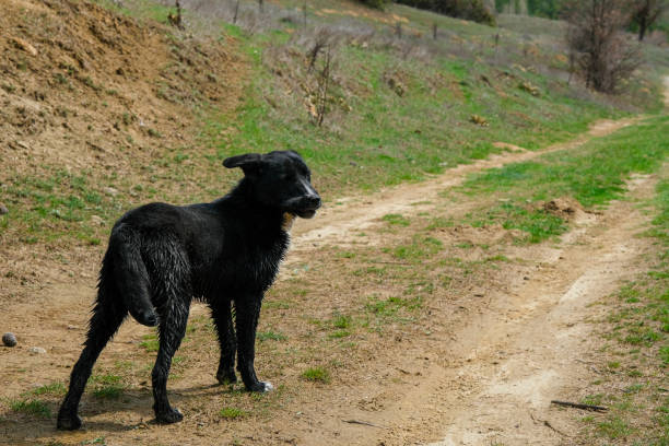 istock A black dog running around in nature 1688893132