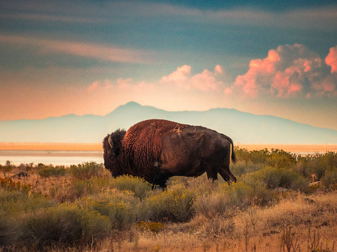 A herd of Buffalo feeding on grass in Custer Star Park, South Dakota