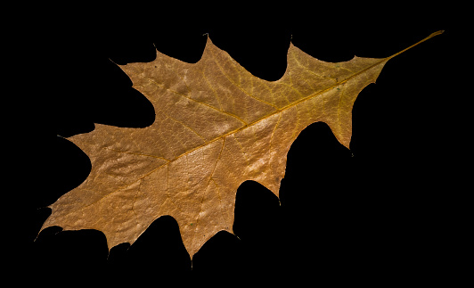 Brown oak leaf close up