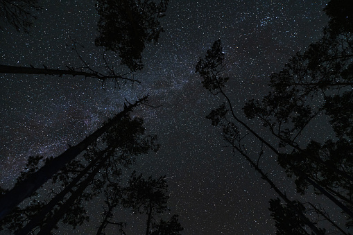 Night forest and starry sky, trees against the background of the milky way. High quality photo