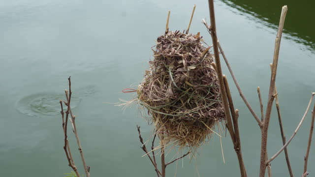 Skylark bird nests