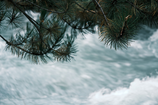 Mountain river is streaming under pine tree branches (Aksuu, Issyk-Kul region)
