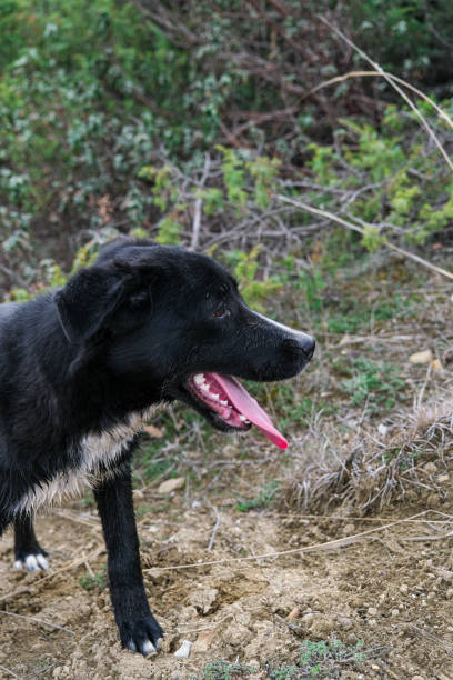 istock A black dog running around in nature 1688907905