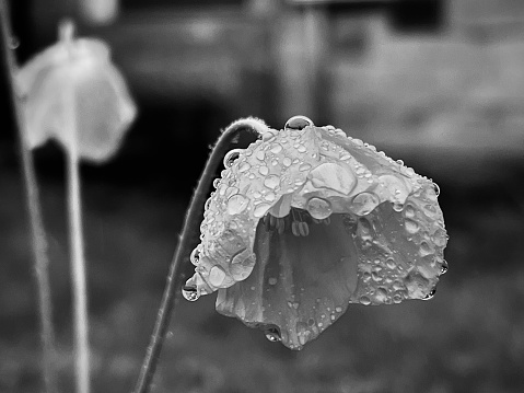 Close up a poppy flower with raindrops