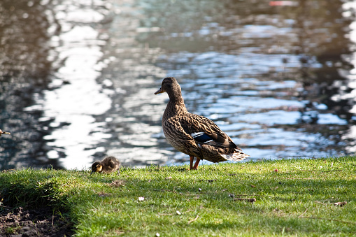 Duck Mama and duckings at riverside