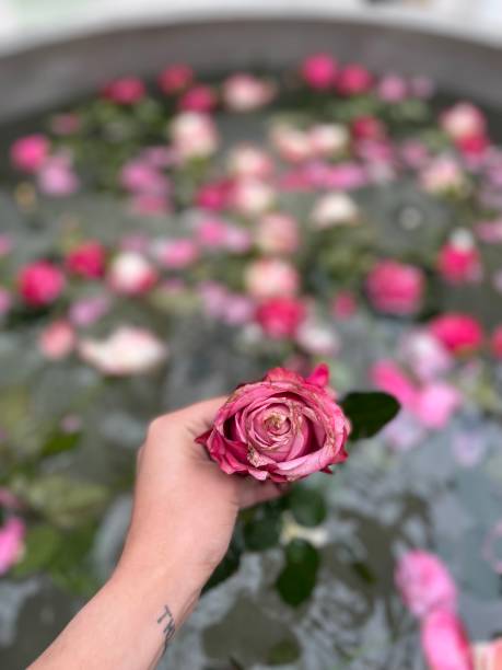 istock Pink rose - hand holding flower 1688951672