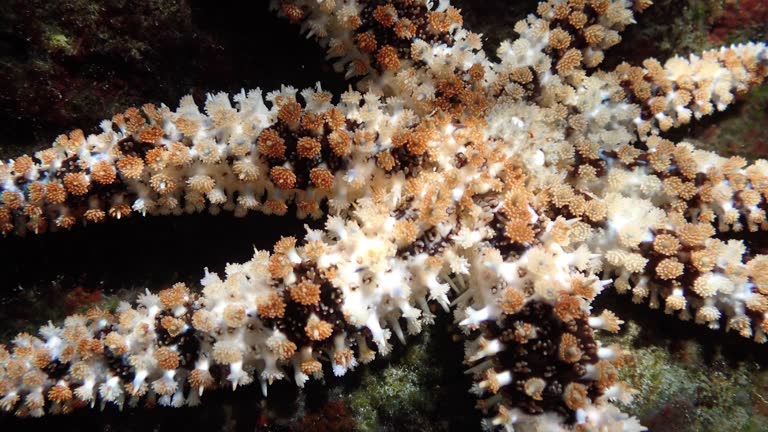 Marthasterias glacialis in Playa de los Cancajos. La Palma; Canary islands