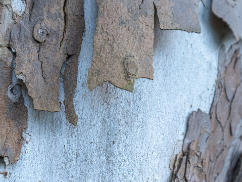 Close-up view of sycamore tree bark