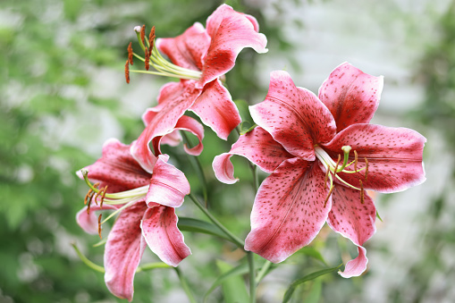Orange speckled hybrid lily. Bright orange lily flowers. Beautiful lily flowers with long stamens. Tiger lilies in garden. Floral background.  Lilium lancifolium. Lilium tigrinum.