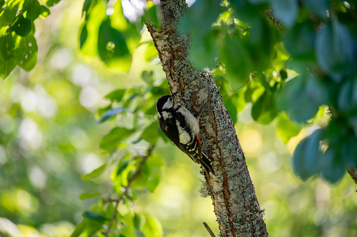 great spotted woodpecker in plumtree eating plums Kumla Sweden september 17 2023