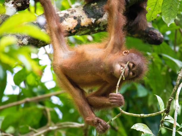 istock Baby orangutan playing in the rainforest. 1689007668
