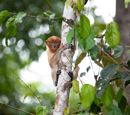 baby proboscis monkey carefully observing the environment