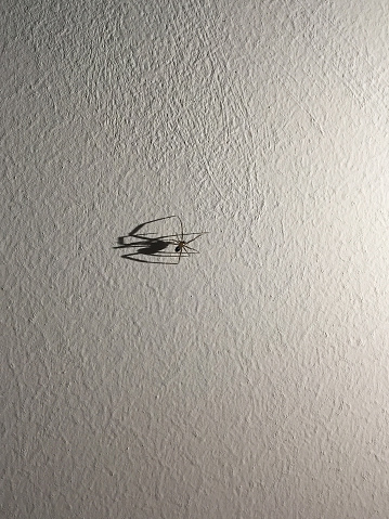 Spider on the wall with shadow and copy space
