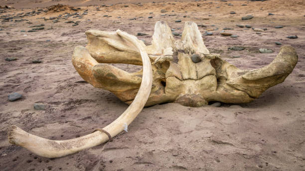 istock Bones of a whale at Skeleton Coast, Namibia. 1689014054