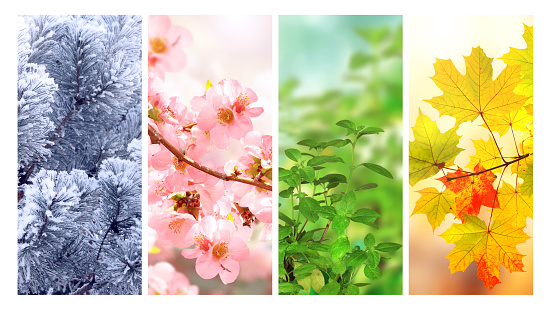 Four seasons of year. Set of vertical nature banners with winter, spring, summer and autumn scenes. Nature collage with seasonal scenics. Copy space for text