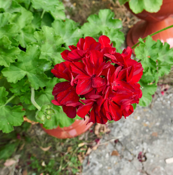 Red inflorescence of geranium flower, macro. stock photo