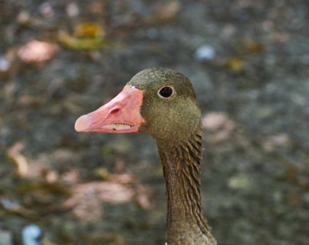 Portrait of a wild gray goose, close up stock photo