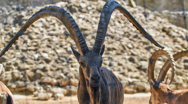 Portrait of a Siberian ibex on nature background, male, close up. stock photo