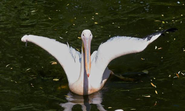 White pelican bird spread his wings, close up, full body. stock photo