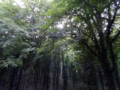 Umbra Forest, Province of Foggia, Italy - 29 august 2023: The Umbra Forest nature reserve is a protected natural area located in the innermost part of the Gargano National Park. It owes its name to the dense vegetation which makes it very shady in many places.