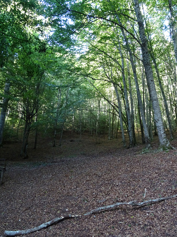 Umbra Forest, Province of Foggia, Italy - 29 august 2023: The Umbra Forest nature reserve is a protected natural area located in the innermost part of the Gargano National Park. It owes its name to the dense vegetation which makes it very shady in many places.