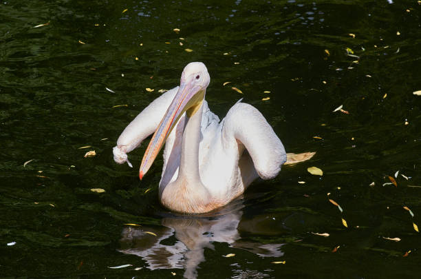 White pelican bird swims in the lake, close up, full body. stock photo