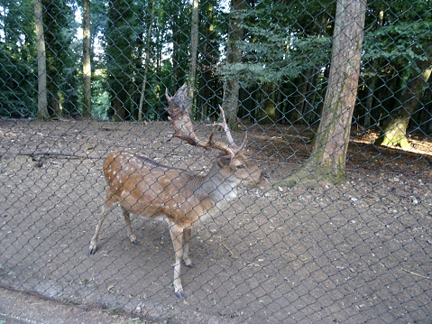 Umbra Forest, Province of Foggia, Italy - 29 august 2023: Deer enclosure - The Umbra Forest nature reserve is a protected natural area located in the innermost part of the Gargano National Park. It owes its name to the dense vegetation which makes it very shady in many places.