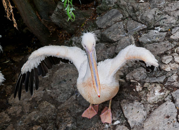 Portrait of a bird pelican, close up, full body. stock photo