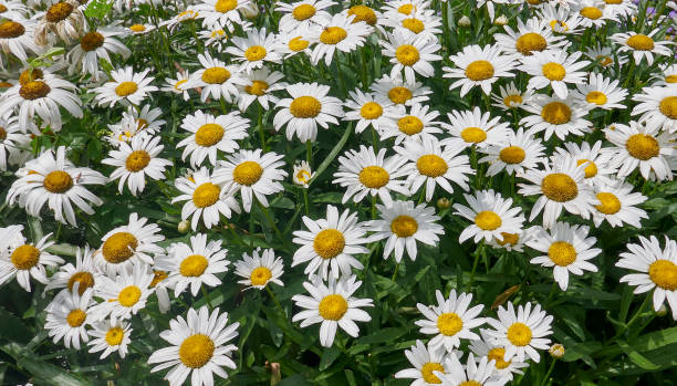 Natural background with white daisies, close up. stock photo