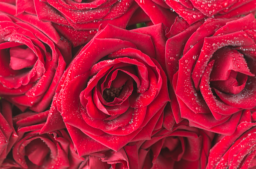 Close up for red roses with water drops