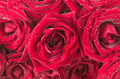 Red roses background;