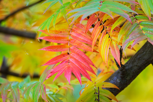 Multi colored Autumn Rowan leaves