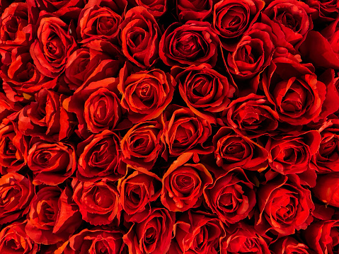 Red roses, background.