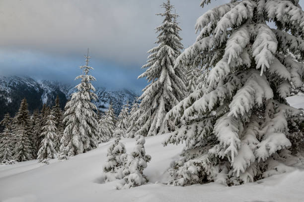 Free Stock Photo of Snow Covered Mountain With Foreground Trees ...