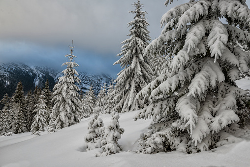 Majestic winter landscape. Snow-covered spruce trees in the mountains.