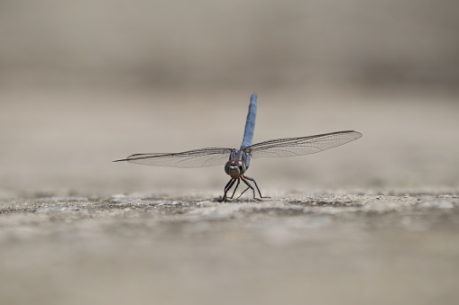 Variation of dragonflies, Horizontal close up of a dragonfly in the natural habitat, Side view close up.