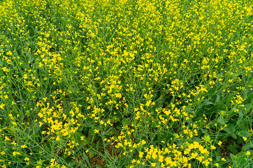 Yellow canola fields reach peak bloom in summer.
