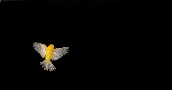 Yellow Canary, serinus canaria, Adult in flight against Black Background