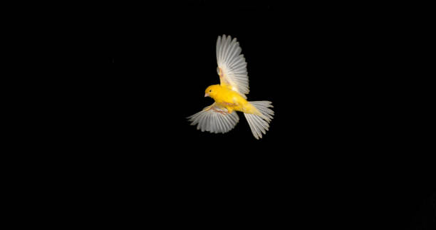 Yellow Canary, serinus canaria, Adult in flight against Black Background Yellow Canary, serinus canaria, Adult in flight against Black Background serin stock pictures, royalty-free photos & images