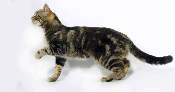 istock Brown Tabby Domestic Cat, Pussy On White Background 1689059283