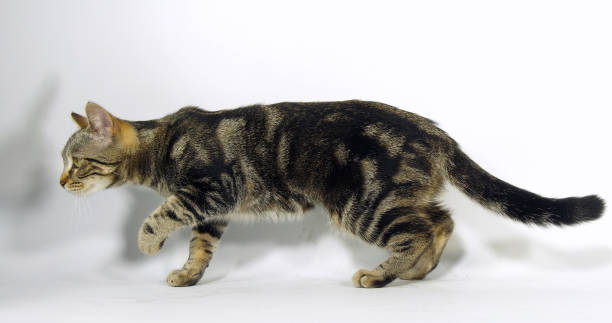 istock Brown Tabby Domestic Cat, Pussy On White Background 1689059293